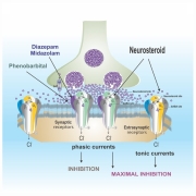 New Neurosteroids May Target Refractory Epilepsy